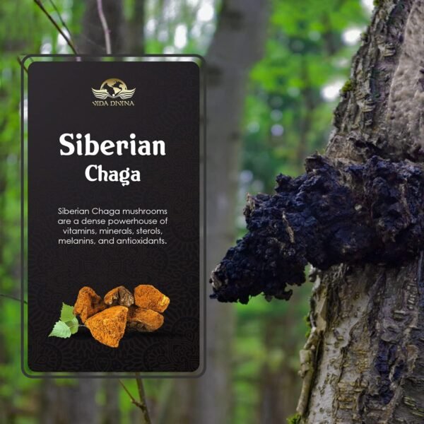 Chaga - Image 7